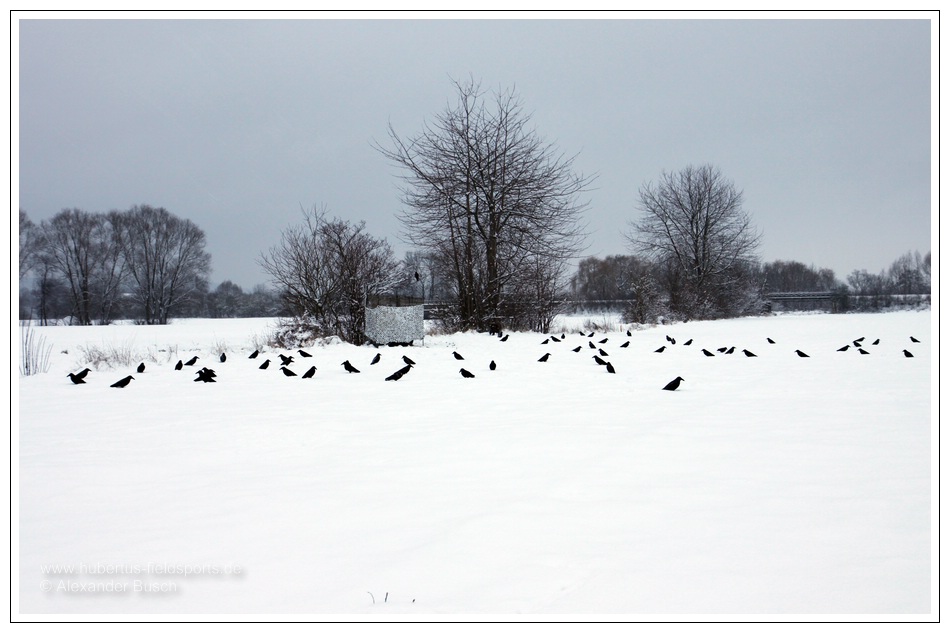 Lockbild und Schirm Lockbild und Tarnschirm während der winterlichen Lockjagd auf Rabenkrähen