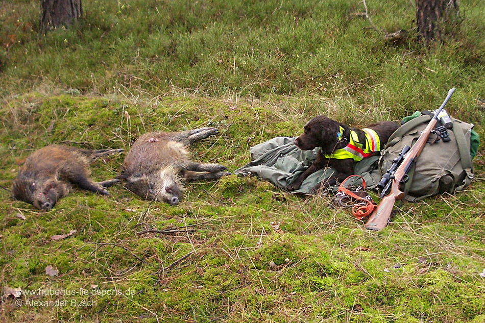 Gut zu unterscheiden: Jagdhund mit Weste und Sauen Wachtelhund mit Hundesignalweste neben erlegten Sauen nach Drückjagd